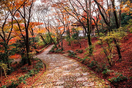 日本京都亚林山的秋天青春图片