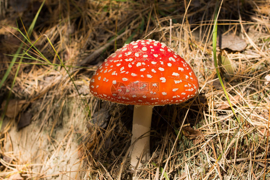 蘑菇长发森林蘑菇毒蘑图片