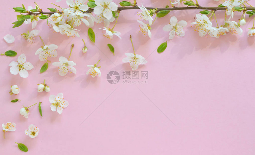粉红色纸背景上的樱花图片