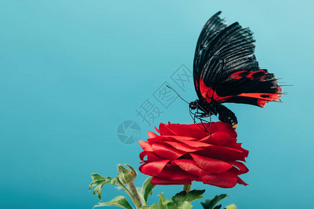 紧贴着美丽的蝴蝶的近视红玫瑰背景图片