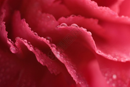 康乃馨花瓣宏观与露水的图片