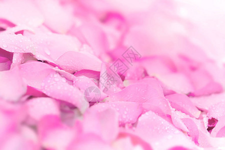 新鲜的粉红色玫瑰花瓣背景与水雨滴背景图片