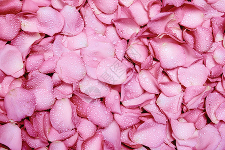 清新淡粉色玫瑰花瓣背景与水滴雨背景图片