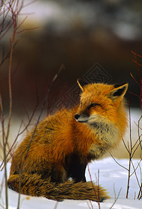 冬天雪中美丽的红狐图片