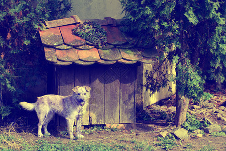 在阳光明媚的春天狗在木屋前图片