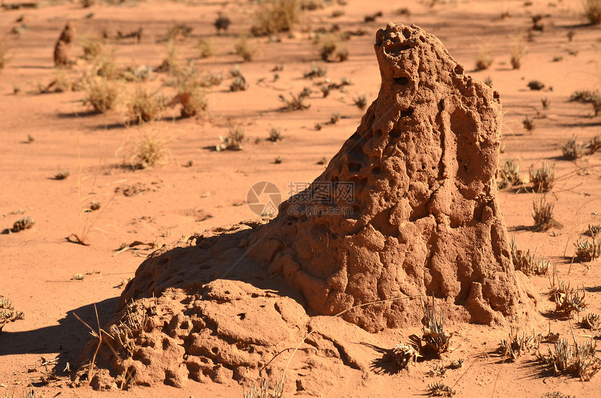 澳大利亚外背的红土壤平原和脊柱菌图片
