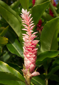 在夏威夷Kauai种植园种植的粉背景图片