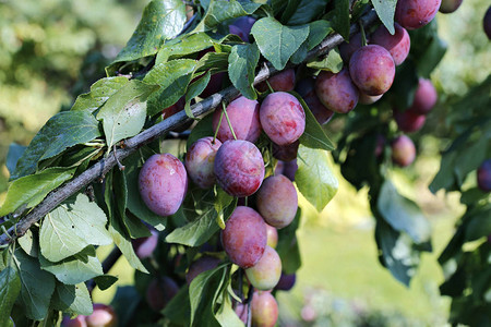 秋季花园树枝上的李子果实图片