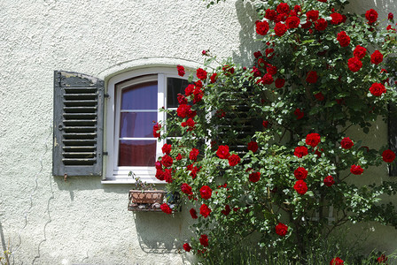 窗户和一堵红玫瑰的墙背景图片