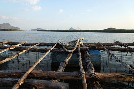 牡蛎养殖泰国图片