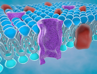 细胞质膜的结构图片