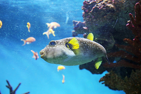 海底生物珊瑚礁图片