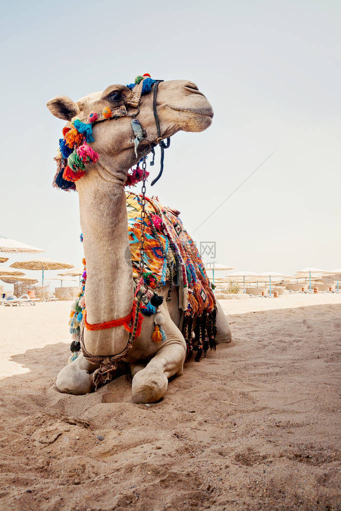 埃及海滩上的沙滩上有骆驼旅游校对P图片