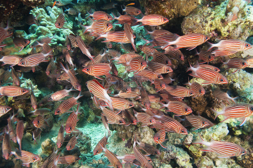 在珊瑚礁上悬浮的珊瑚下燕图片
