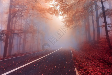 雾林中的秋日秋林中的神秘雾图片