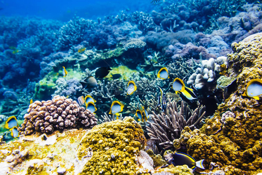 热带鱼和珊瑚礁在海洋中图片