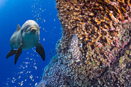 海豚在深蓝海底水下图片