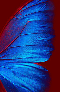 红色背景的蓝色红蝴蝶翅膀图片