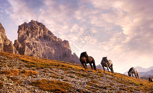 多洛米蒂山美丽的马图片