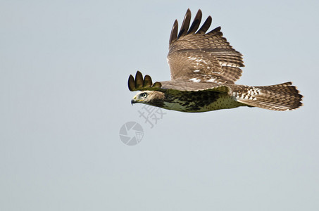 未成熟的红尾鹰在蓝天飞翔背景图片
