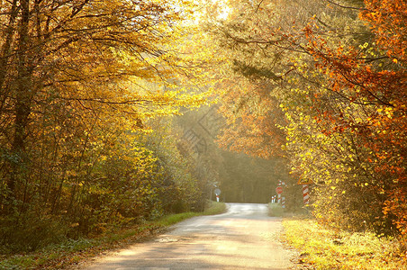 沿秋树走的森林道路在日落图片