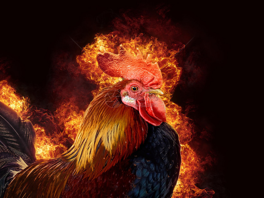 黑色背景上火焰中的红公鸡图片