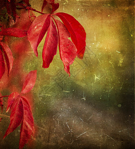 秋天的落叶垃圾背景图片