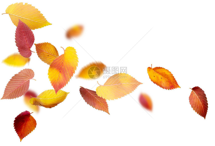 背景上飘落和旋转的秋叶图片