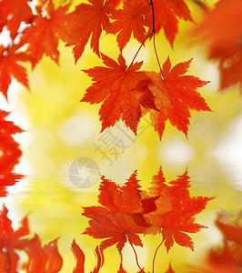 秋天的枫叶在阳光下水中倒影图片