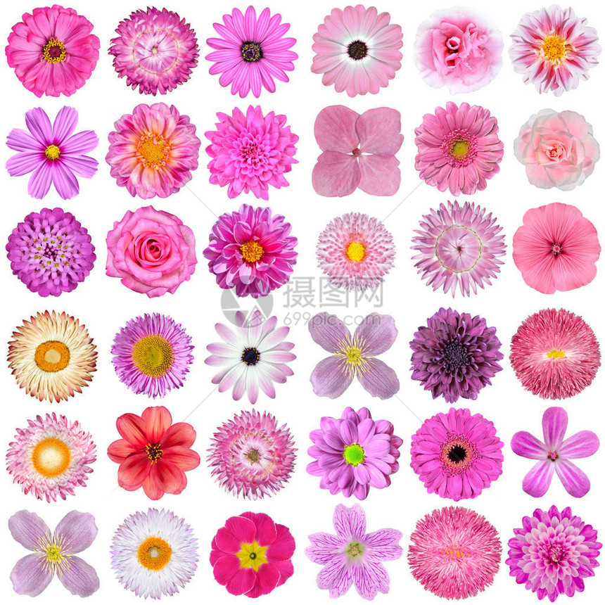 在白色背景上隔离的各种粉红色紫色白色和红色花朵的大选择花型有玫瑰大丽花万寿菊百日草稻草雏菊图片