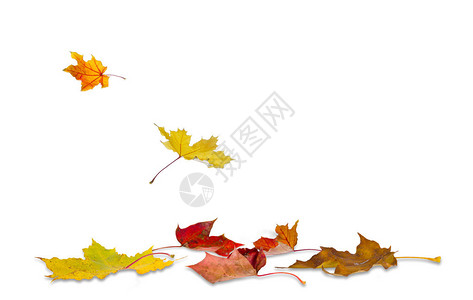 秋天的树叶落到地上图片