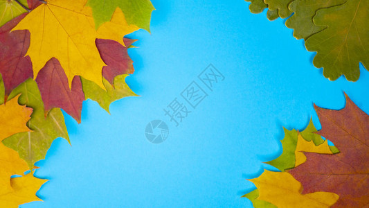 蓝色背景下秋天的黄绿色红叶图片