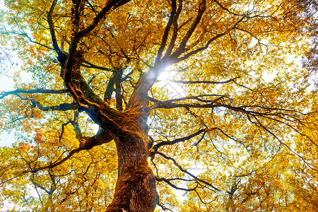 秋天的山毛榉树自然背景图片