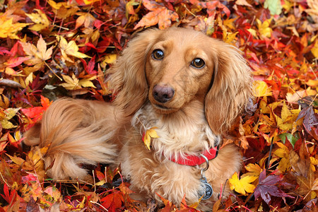 Dachshund狗被秋天图片