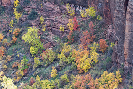 锡安公园的视图形成天使登陆小径秋天天背景图片