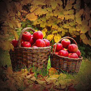 篮子里新鲜的成熟苹果农村花园主题秋天的图片