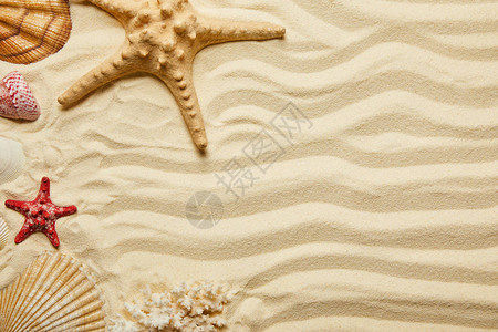 夏季沙滩上和黄色海星贝壳图片
