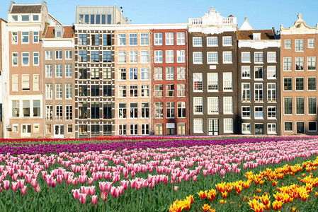 荷兰郁金香和荷兰阿姆斯特丹老房子的外墙有新鲜郁金香图片