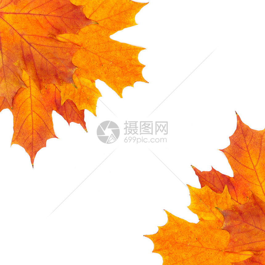 枫叶的秋天边界图片