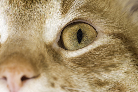 橙色猫闭上眼睛和鼻子图片