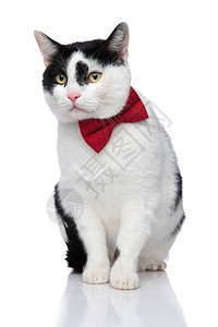 穿着红蝴蝶领结的黑白小猫坐在白色背景上睁着眼睛背景图片