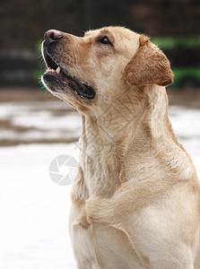 狗品种拉布多猎犬图片