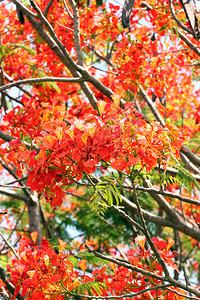 孔雀花开红满树更美背景图片