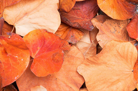 秋天的树叶背景纹理图片