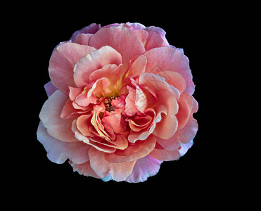 黑色背景的单片粉红宽阔开玫瑰花朵细纹理虚拟绘画风格等闪亮的花岗图片