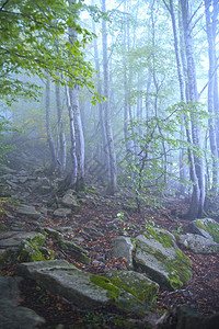 秋天的树林有雾和寒冷图片