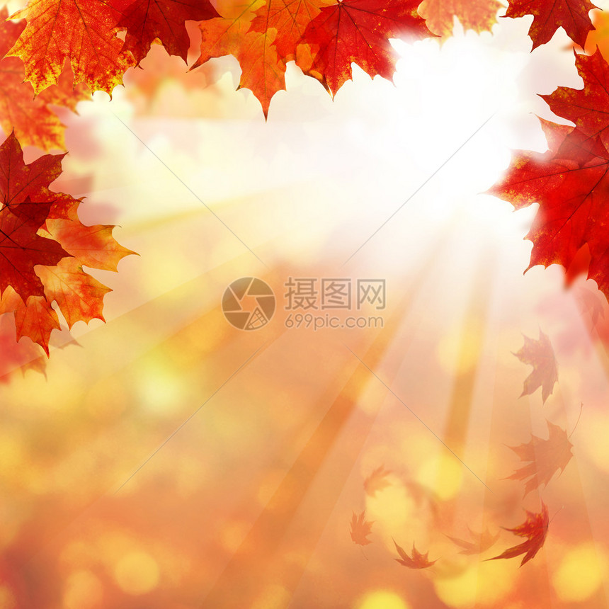 绿叶和利日的秋幕背景图片
