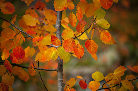 以秋色为秋季颜色背景图片