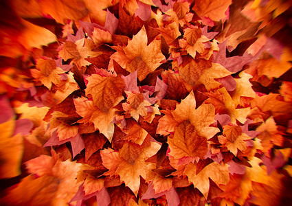 秋天的落叶秋天的背景颜色爆炸图片