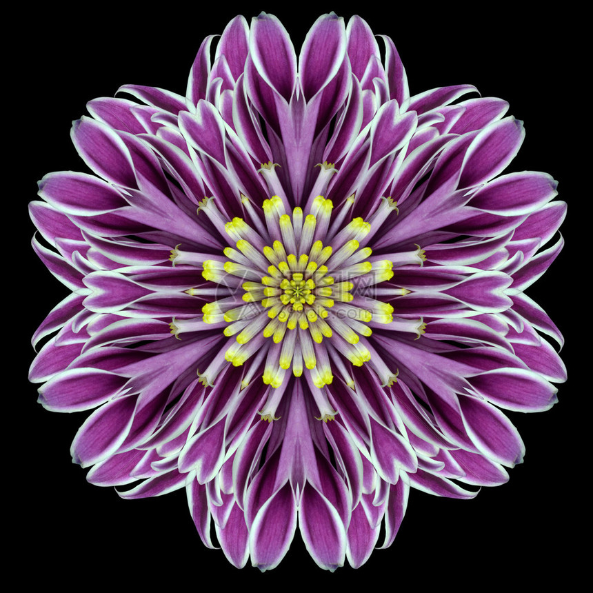 紫花红曼达拉Kaleidoscopic设计图片